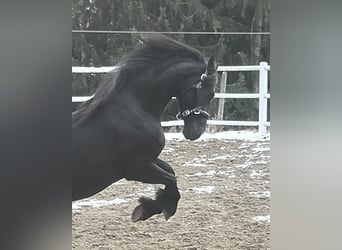 Friesian horses, Mare, 4 years, 16 hh, Black