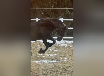 Friesian horses, Mare, 4 years, 16 hh, Black