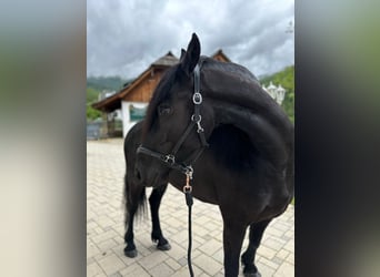 Friesian horses, Mare, 4 years, 16 hh, Black