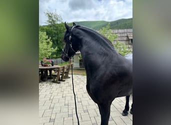 Friesian horses, Mare, 4 years, 16 hh, Black