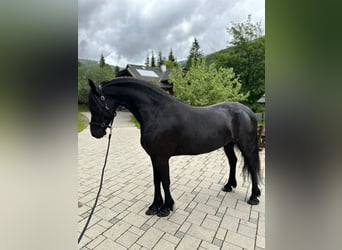 Friesian horses, Mare, 4 years, 16 hh, Black