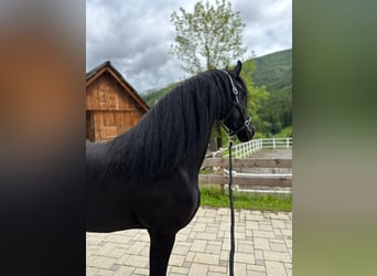 Friesian horses, Mare, 4 years, 16 hh, Black