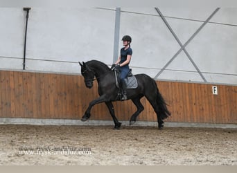 Friesian horses, Mare, 4 years, 16 hh, Black