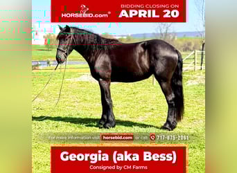 Friesian horses Mix, Mare, 4 years, 16 hh, Black