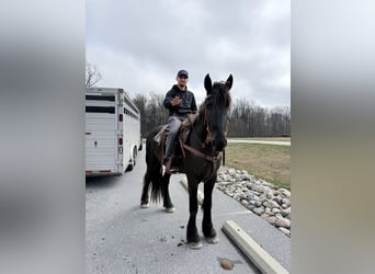Friesian horses Mix, Mare, 4 years, 16 hh, Black