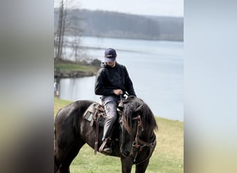 Friesian horses Mix, Mare, 4 years, 16 hh, Black