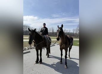 Friesian horses Mix, Mare, 4 years, 16 hh, Black