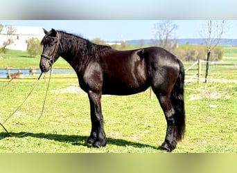 Friesian horses Mix, Mare, 4 years, 16 hh, Black