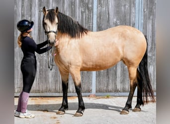 Friesian horses Mix, Mare, 4 years, 16 hh, Buckskin