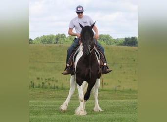 Friesian horses, Mare, 4 years, 16 hh, Tobiano-all-colors
