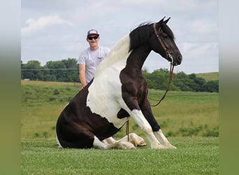 Friesian horses, Mare, 4 years, 16 hh, Tobiano-all-colors