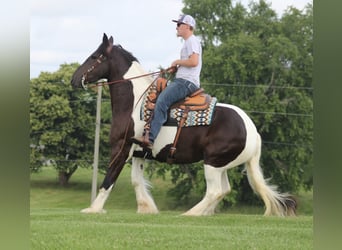 Friesian horses, Mare, 4 years, 16 hh, Tobiano-all-colors