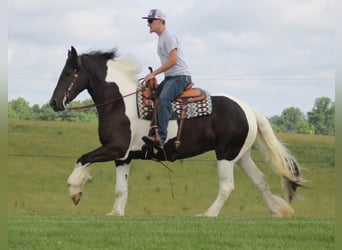 Friesian horses, Mare, 4 years, 16 hh, Tobiano-all-colors