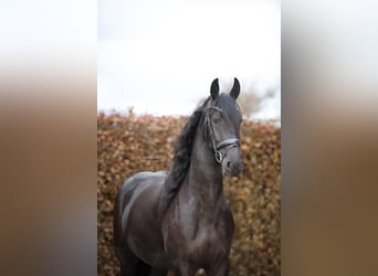 Friesian horses, Mare, 4 years, 16,1 hh, Black