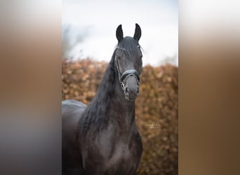 Friesian horses, Mare, 4 years, 16,1 hh, Black