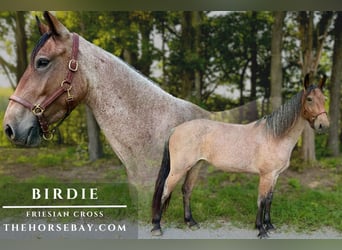 Friesian horses Mix, Mare, 4 years, 16,1 hh, Roan-Bay