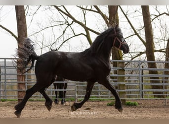 Friesian horses, Mare, 4 years, Black