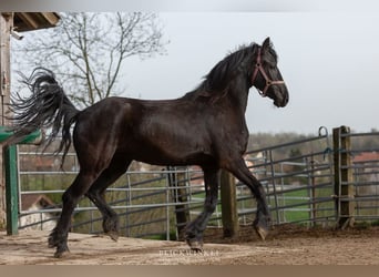 Friesian horses, Mare, 4 years, Black