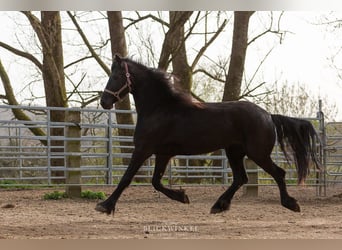 Friesian horses, Mare, 4 years, Black