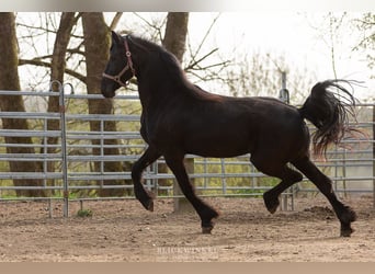 Friesian horses, Mare, 4 years, Black