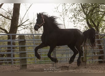 Friesian horses, Mare, 4 years, Black