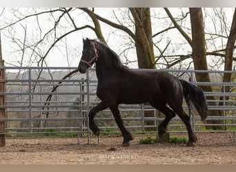 Friesian horses, Mare, 4 years, Black