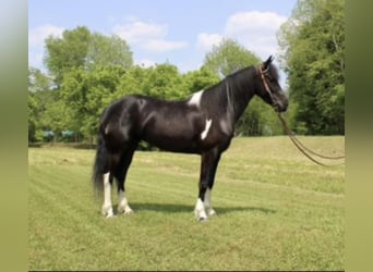 Friesian horses, Mare, 4 years, Black