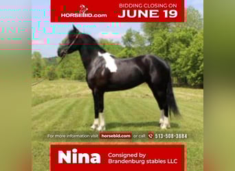 Friesian horses, Mare, 4 years, Black