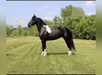 Friesian horses, Mare, 4 years, Black