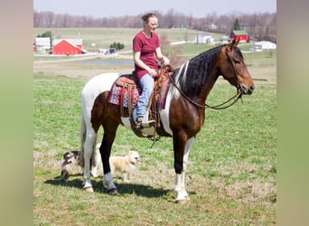 Friesian horses, Mare, 4 years