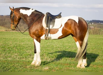 Friesian horses, Mare, 4 years