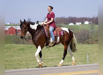 Friesian horses, Mare, 4 years