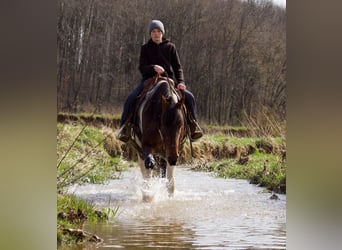 Friesian horses, Mare, 4 years