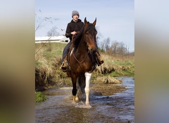 Friesian horses, Mare, 4 years
