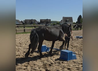 Friesian horses Mix, Mare, 5 years, 14.2 hh, Black