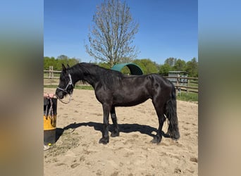 Friesian horses Mix, Mare, 5 years, 14.2 hh, Black