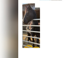 Friesian horses, Mare, 5 years, 14.3 hh, Black