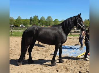 Friesian horses Mix, Mare, 5 years, 14,2 hh, Black