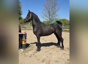 Friesian horses Mix, Mare, 5 years, 14,2 hh, Black