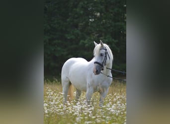 Friesian horses Mix, Mare, 5 years, 15.1 hh, Gray