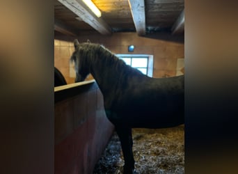 Friesian horses, Mare, 5 years, 15,2 hh, Black