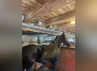 Friesian horses, Mare, 5 years, 15,2 hh, Black