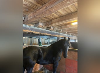 Friesian horses, Mare, 5 years, 15,2 hh, Black