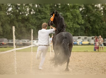 Friesian horses, Mare, 5 years, 15.2 hh, Black