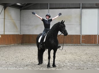 Friesian horses, Mare, 5 years, 15.2 hh, Black