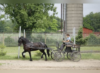 Friesen Mix, Stute, 5 Jahre, 15,2 hh, Rappe