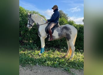 Friesian horses Mix, Mare, 5 years, 15.2 hh, Pinto