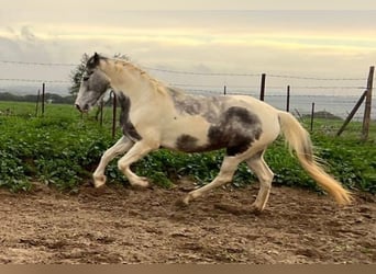 Friesian horses Mix, Mare, 5 years, 15.2 hh, Pinto