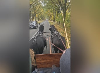 Friesian horses, Mare, 5 years, 15,3 hh, Black