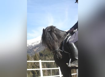 Friesian horses, Mare, 5 years, 15,3 hh, Black